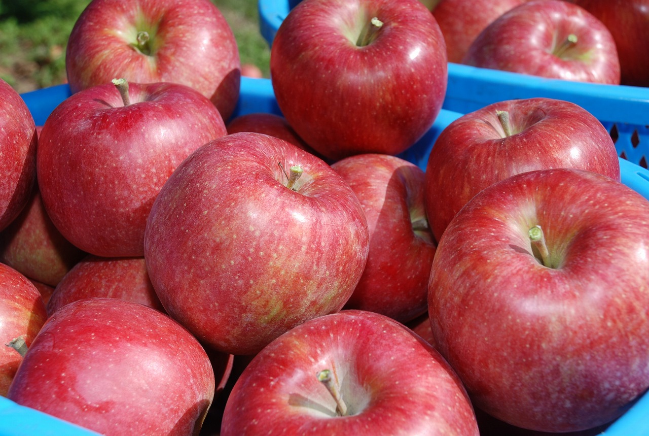 【家庭用】安曇野産りんご「シナノスイート」１０ｋｇ（３６玉）