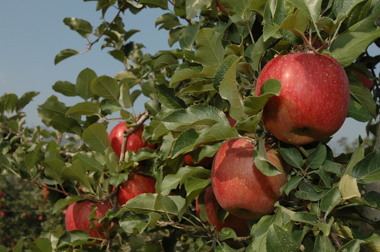 【家庭用】安曇野産りんご「サンふじ」５ｋｇ（１８～２０玉）