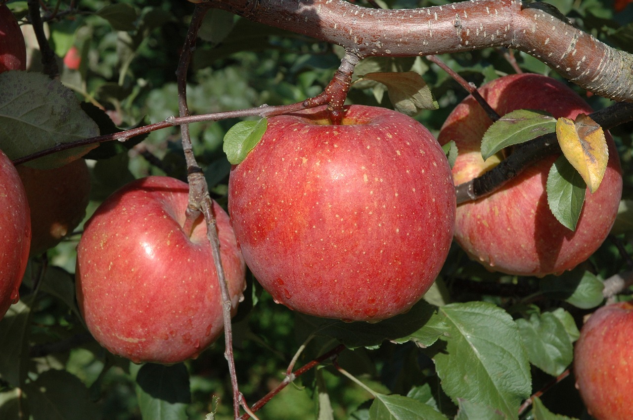 【家庭用】安曇野産りんご「サンふじ」１０ｋｇ（３６～４０玉）