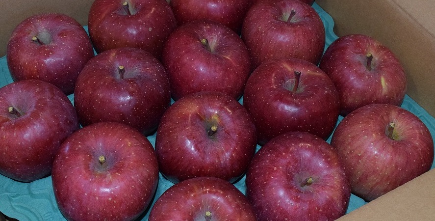 【贈答用】安曇野産「サンふじ」優５ｋｇ（１４玉）